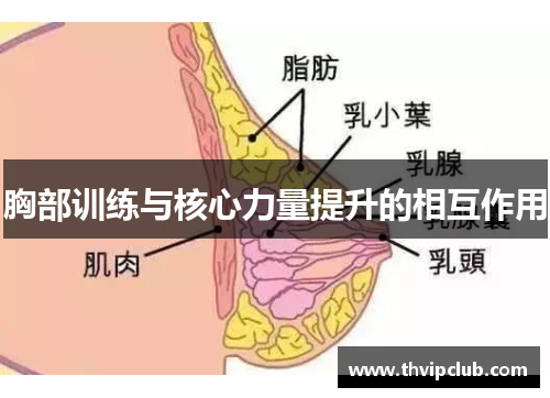 胸部训练与核心力量提升的相互作用